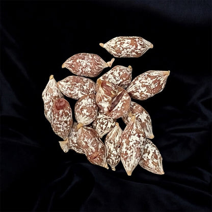 Minis crocs Pur Porc